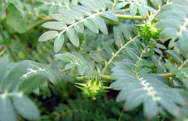 tribulus terrestris