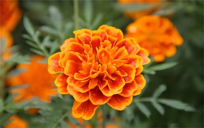 Marigold Flower