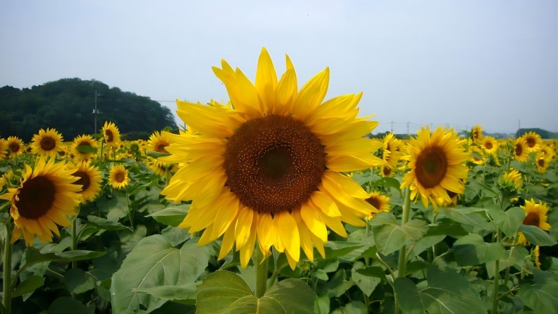 Sunflower