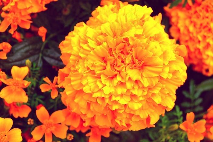 Marigold 