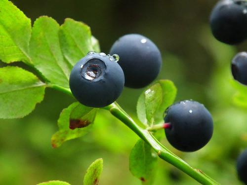 Bilberry 