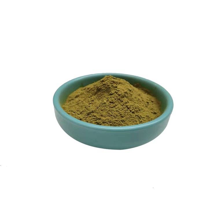  Echinacea Extract Powder