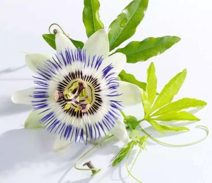 Passionflower