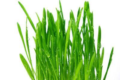 Wheat Grass 