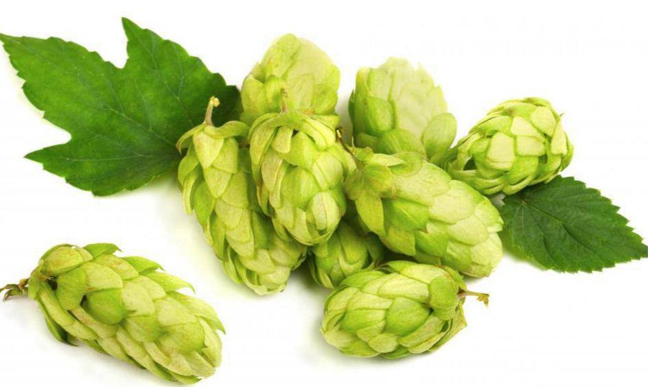 Natural Hop Extracts Empower Innovation in Bone Health Products