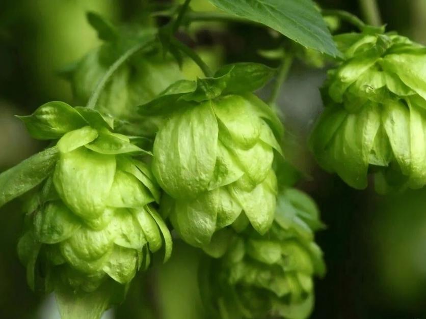 Exploring Hop Extract as a Clean-Label Ingredient Solution for Natural Preservation
