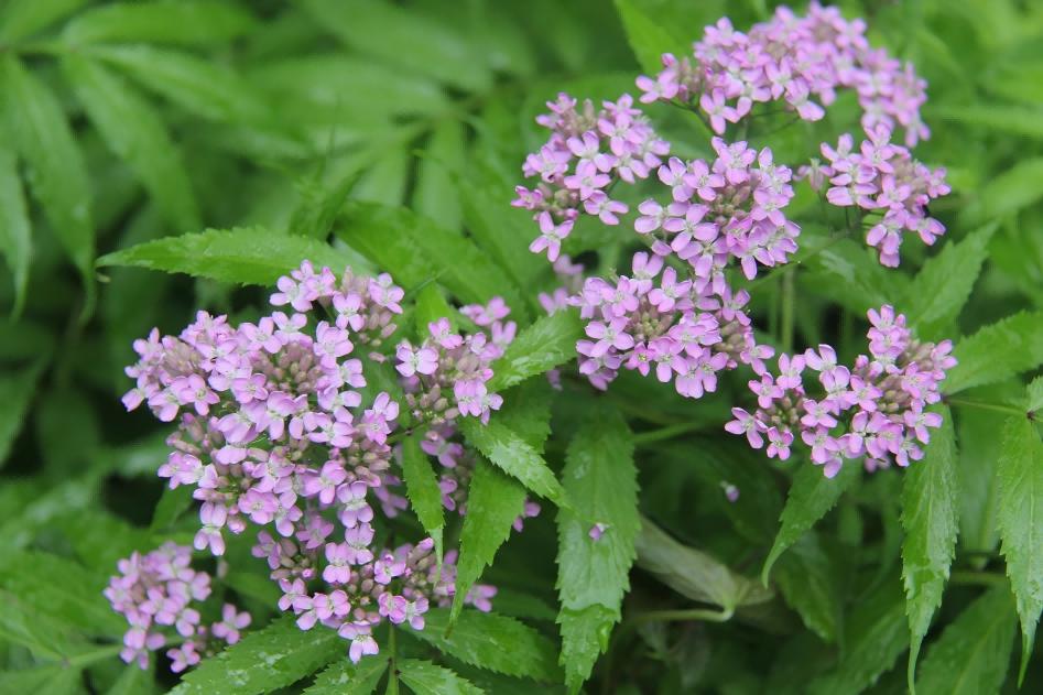 Natural Valerian Extract Ingredient: Empowering Sleep Health Formulation Upgrades with Science