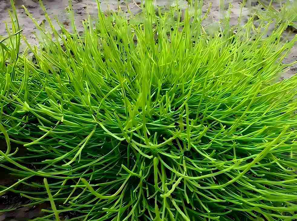Horsetail Extract (7% Organic Silica) Boosts Skincare Formulations