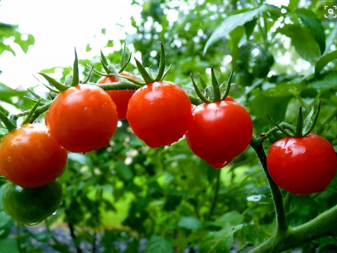 How to Make Tomato Powder?