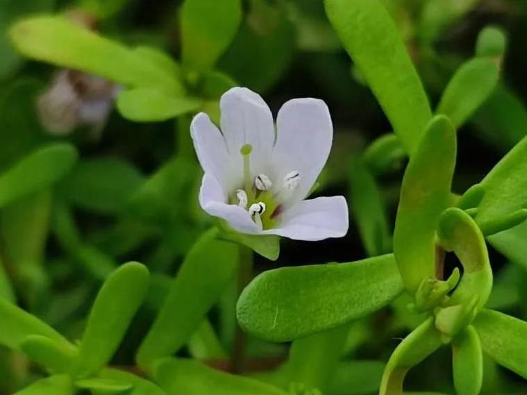 Bacopa Monnieri Extract: Derived from Nature, Empowering Health Product Innovation
